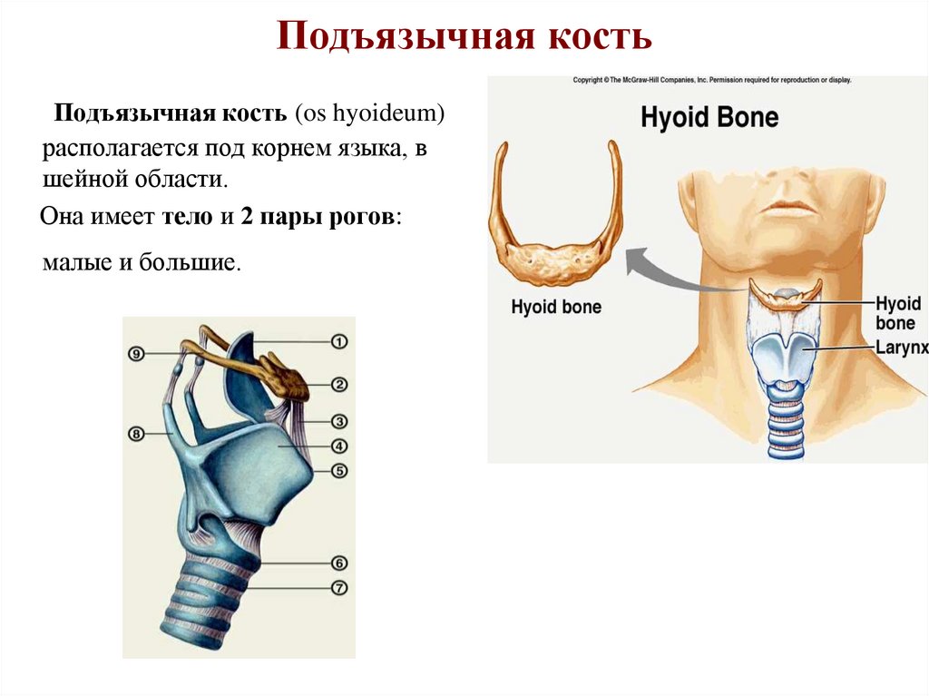 Подъязычная кость