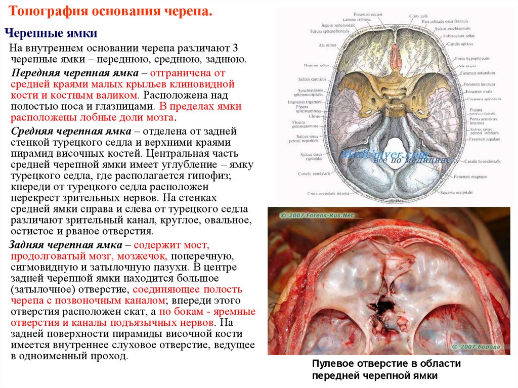 Топография основания черепа.