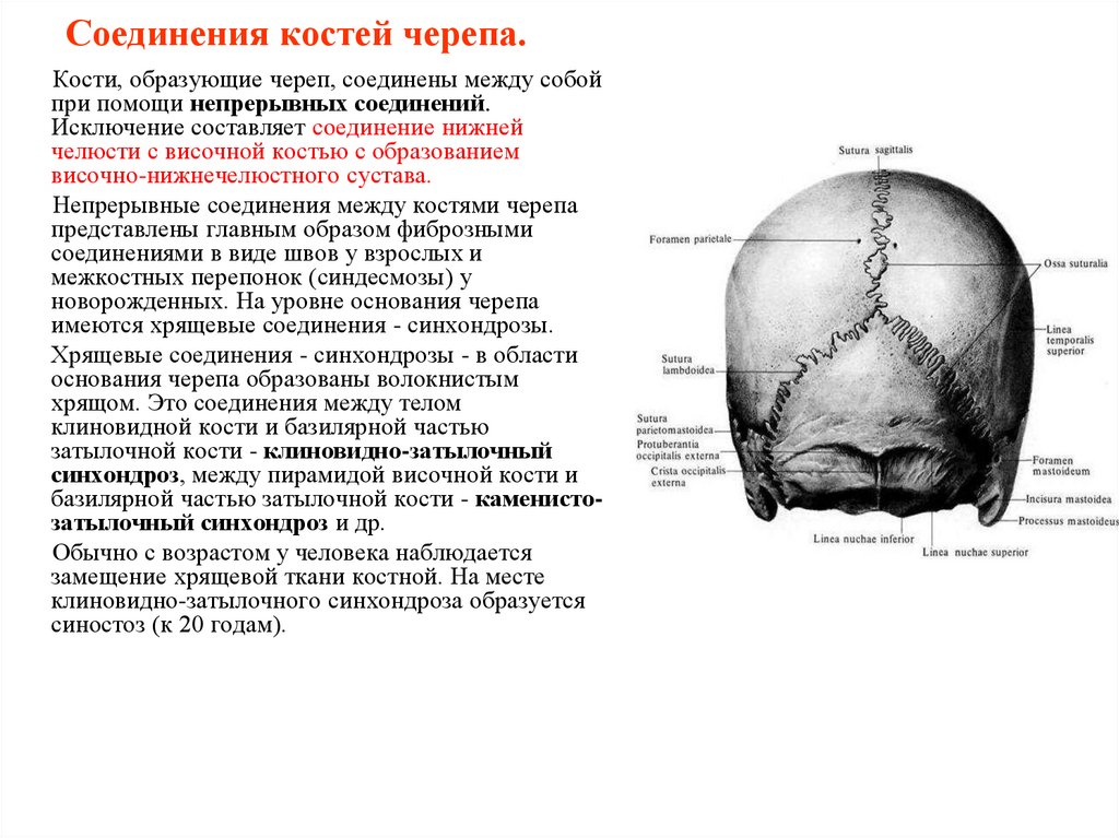 Соединения костей черепа.