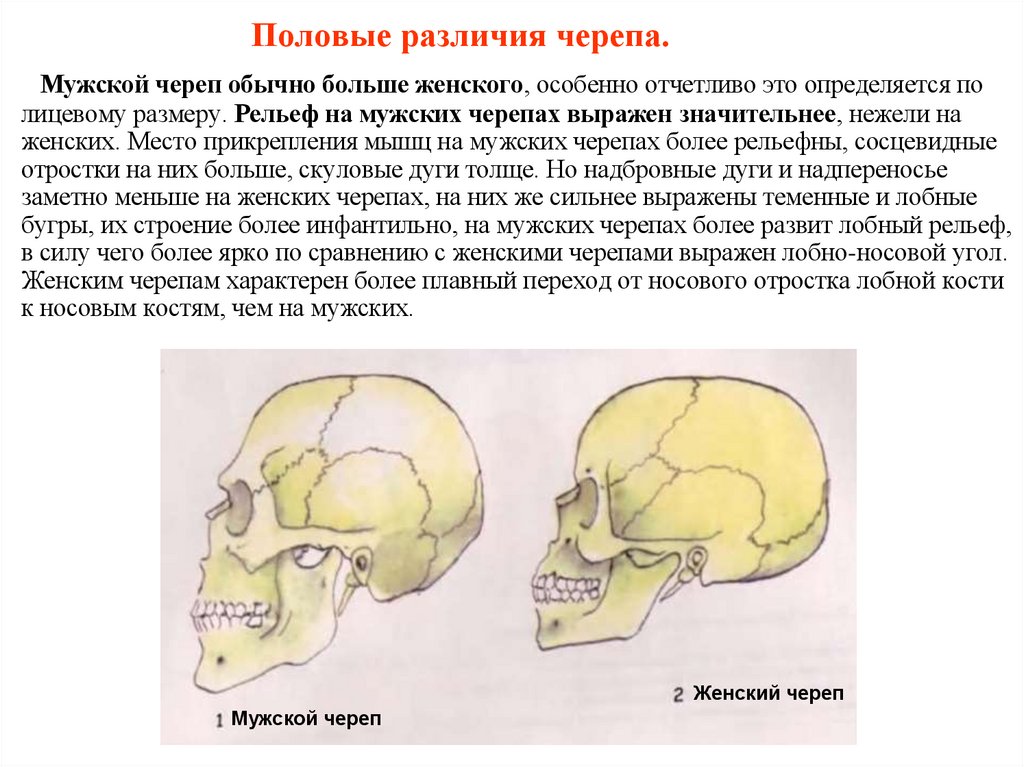 Половые различия черепа.