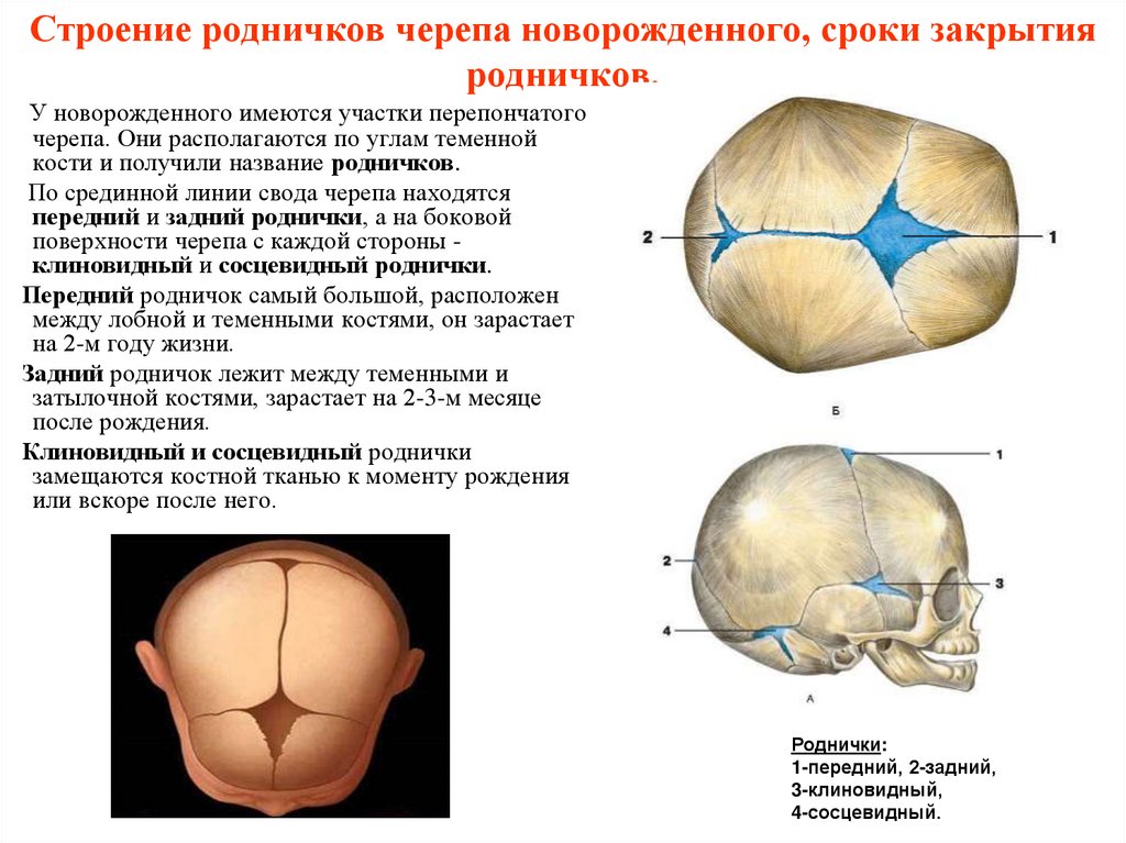 Строение родничков черепа новорожденного, сроки закрытия родничков.