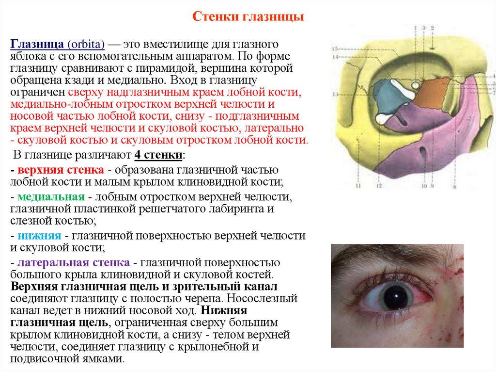 Стенки глазницы