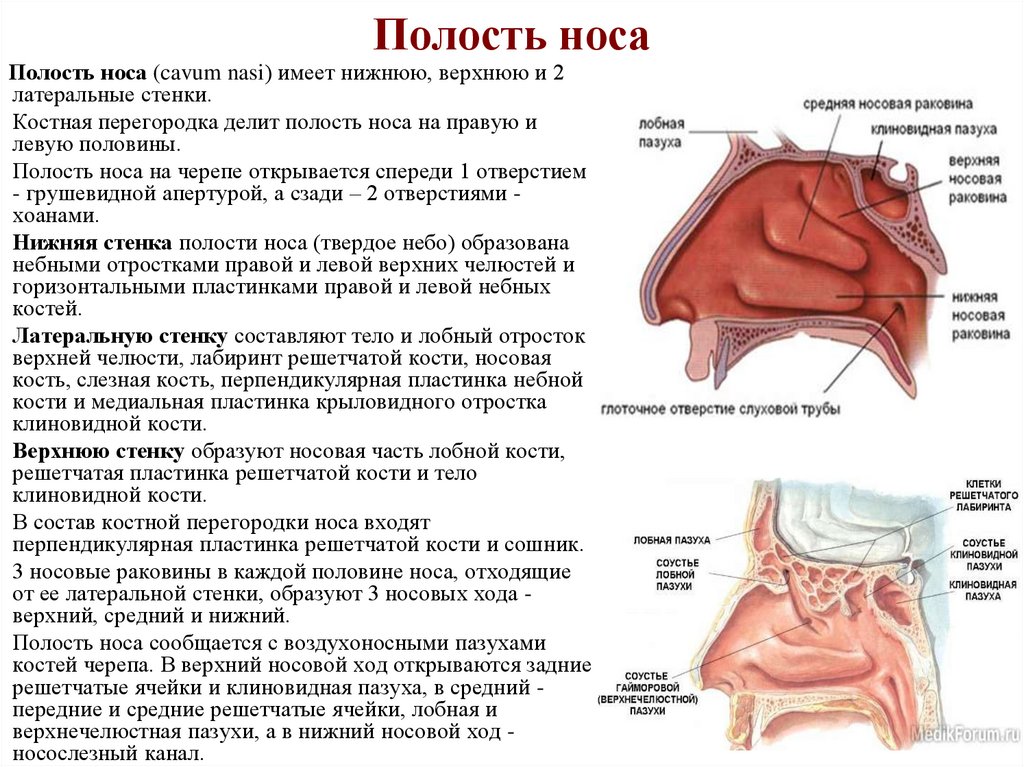 Полость носа