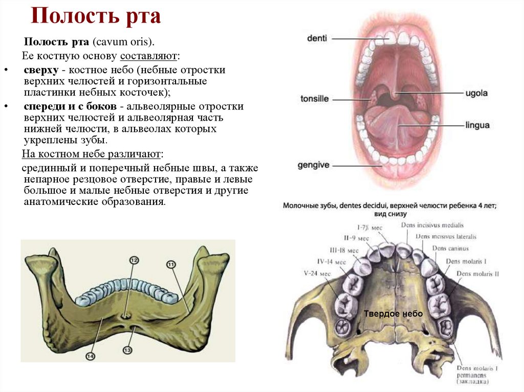 Полость рта