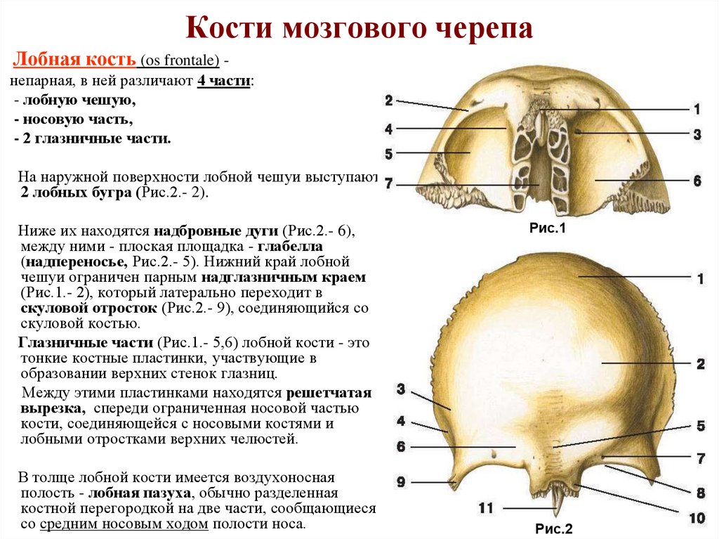 Кости мозгового черепа