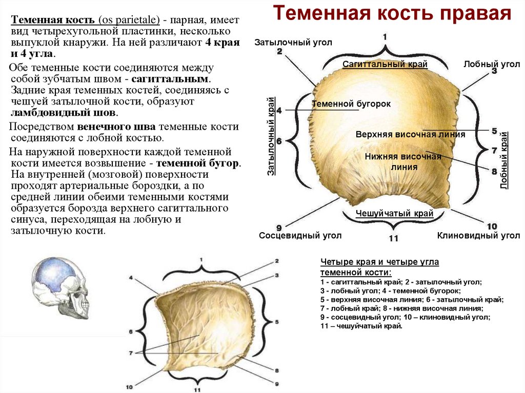 Теменная кость правая