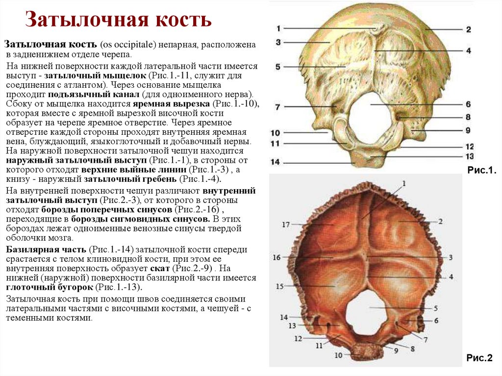 Затылочная кость
