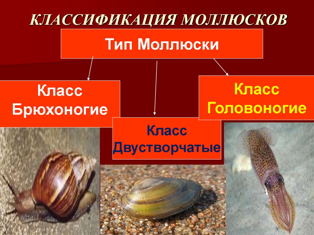 КЛАССИФИКАЦИЯ МОЛЛЮСКОВ