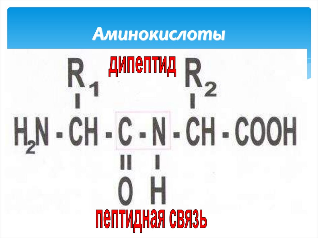 Аминокислоты