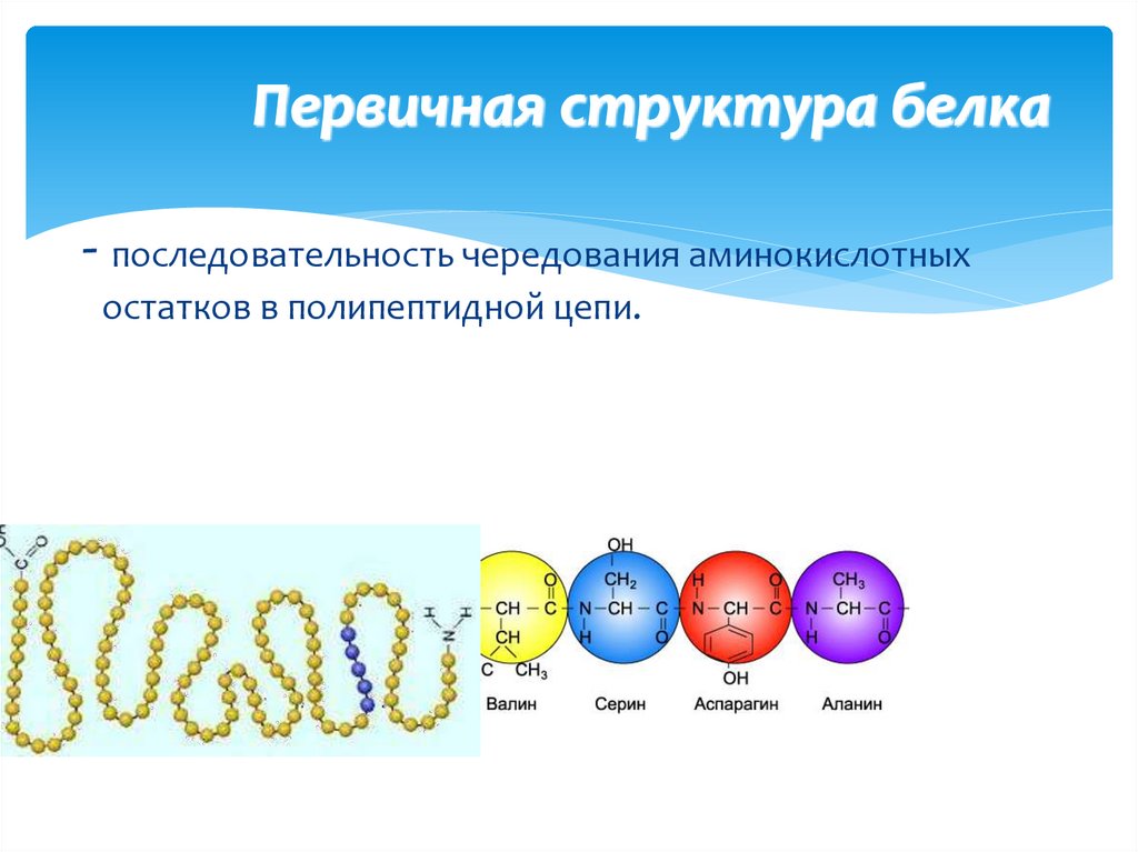 Первичная структура белка