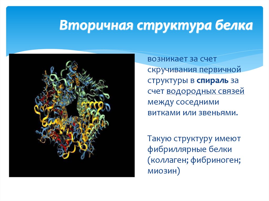 Вторичная структура белка