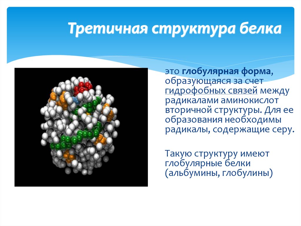 Третичная структура белка