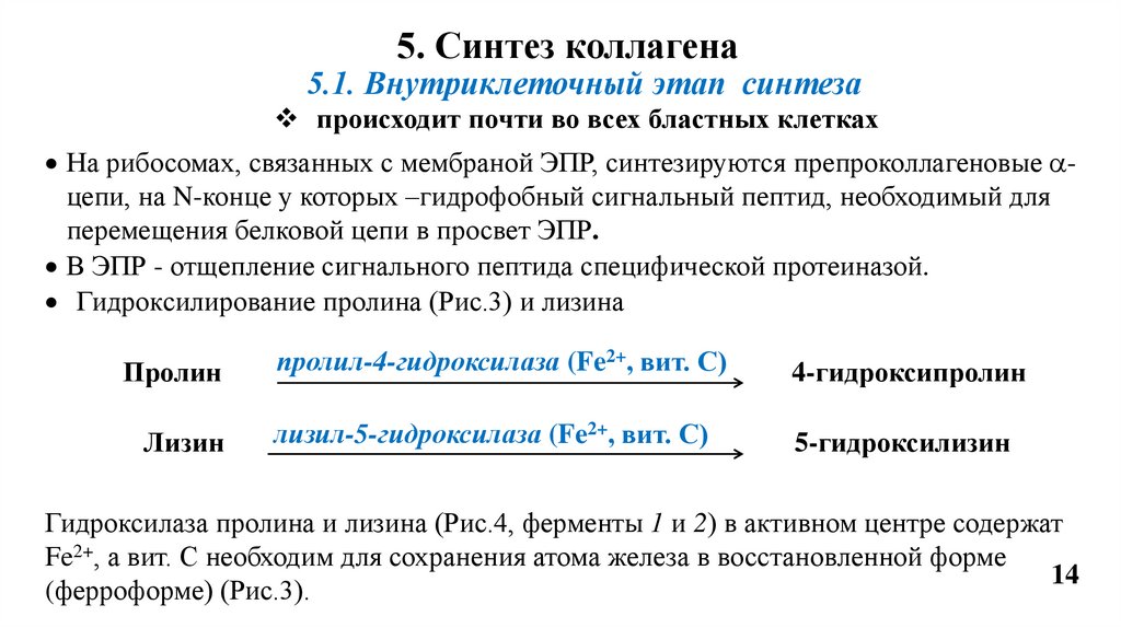 5. Синтез коллагена
