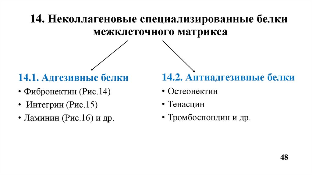 14. Неколлагеновые специализированные белки межклеточного матрикса