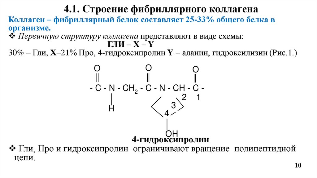 4.1. Строение фибриллярного коллагена