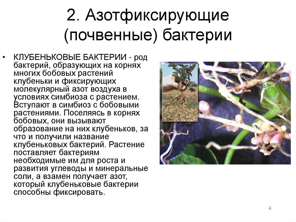 2. Азотфиксирующие (почвенные) бактерии