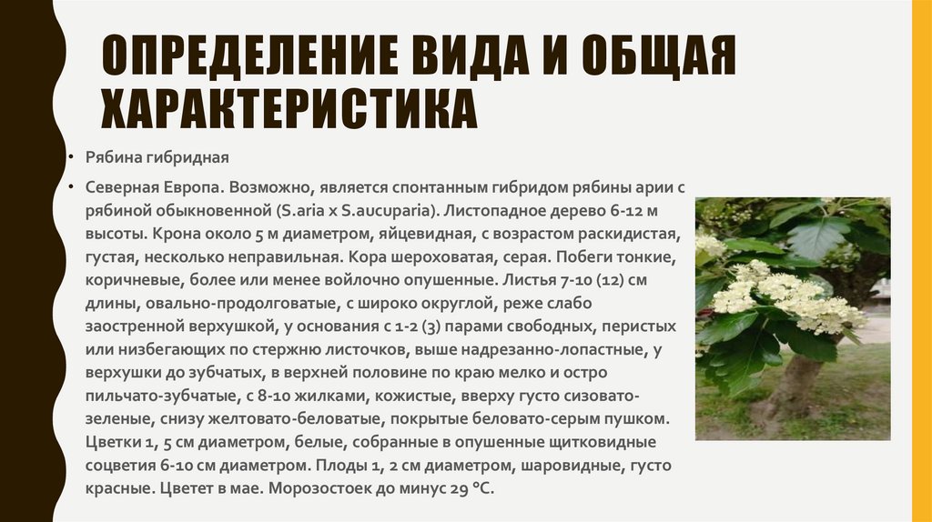 Определение вида и общая характеристика