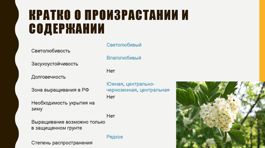Кратко о произрастании и содержании