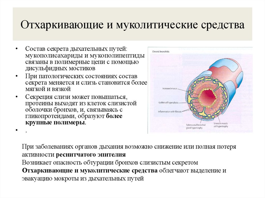 Отхаркивающие и муколитические средства