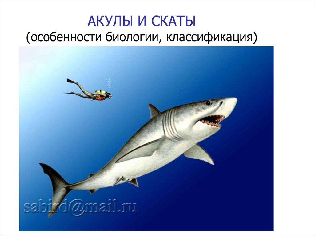 АКУЛЫ И СКАТЫ (особенности биологии, классификация)
