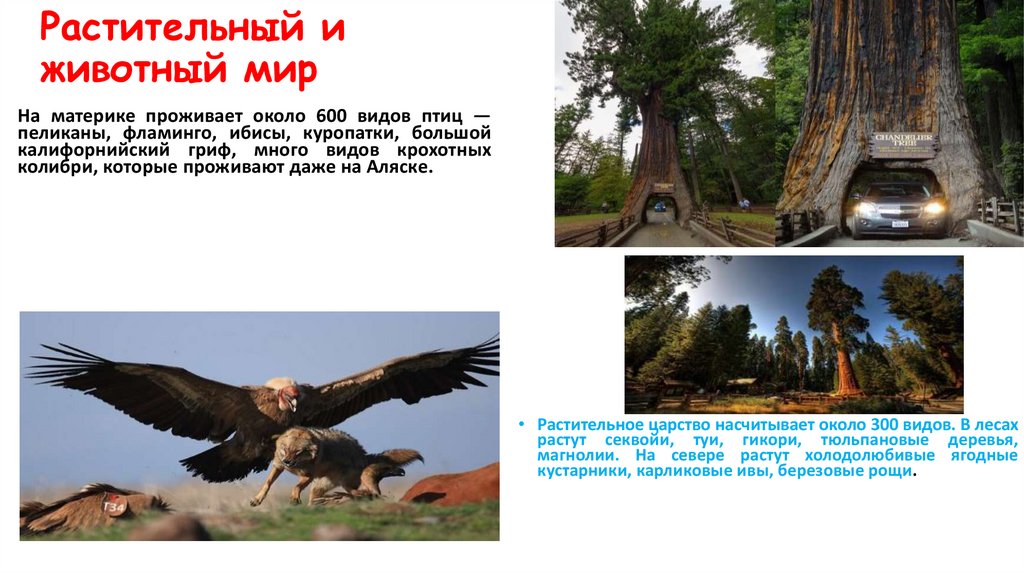 Растительный и животный мир