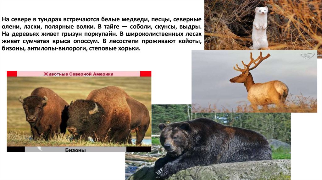 На севере в тундрах встречаются белые медведи, песцы, северные олени, ласки, полярные волки. В тайге — соболи, скунсы, выдры.