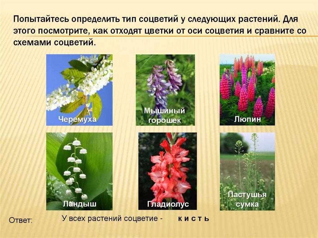 Попытайтесь определить тип соцветий у следующих растений. Для этого посмотрите, как отходят цветки от оси соцветия и сравните