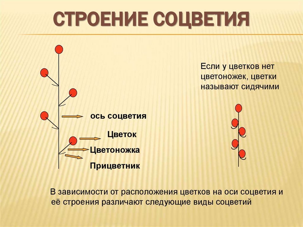 Строение соцветия
