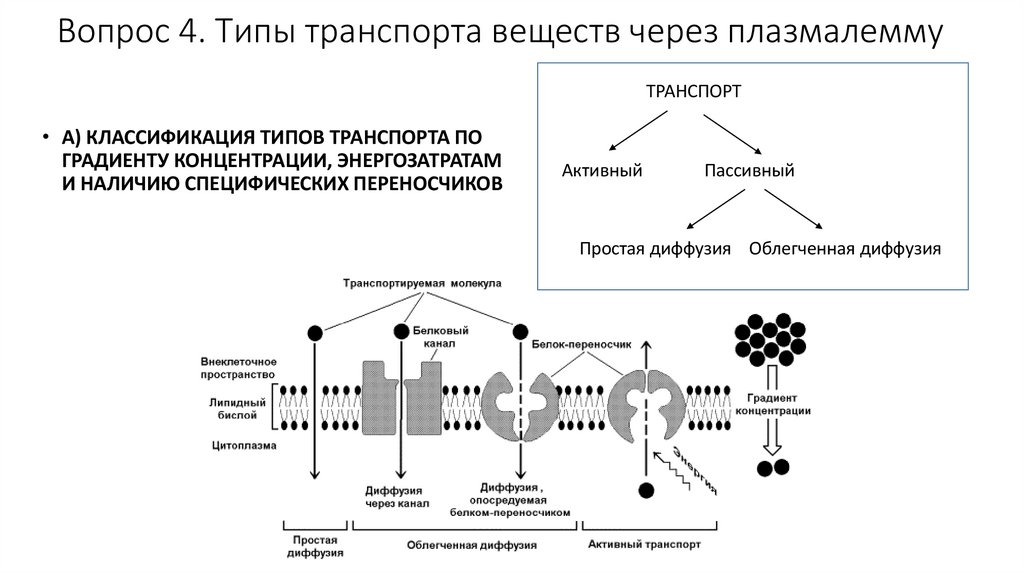 Вопрос 4. Типы транспорта веществ через плазмалемму