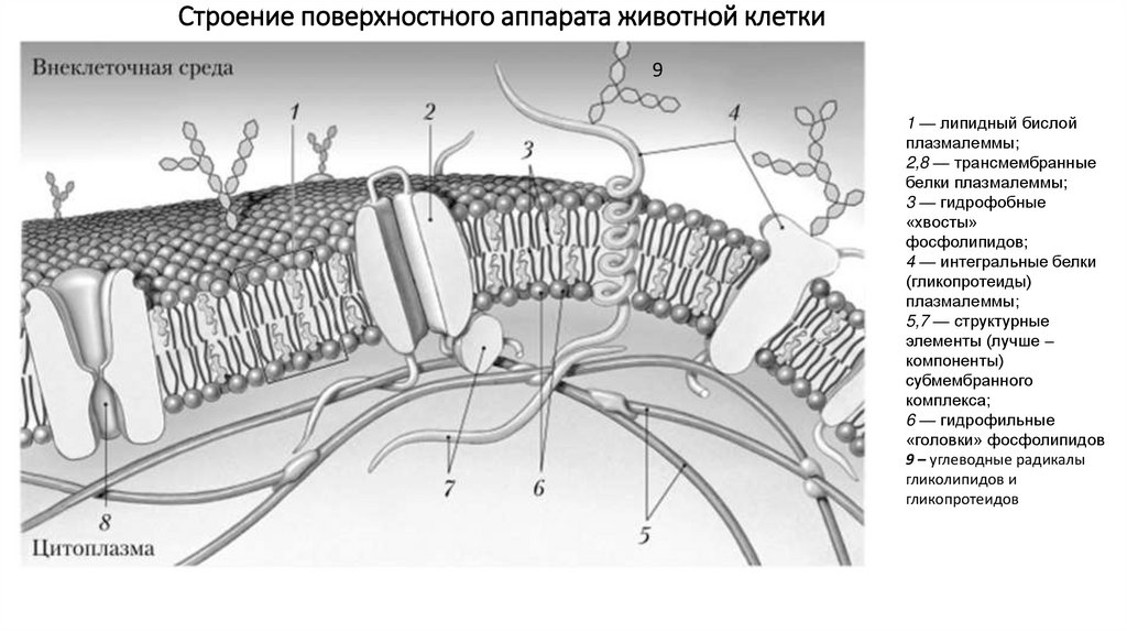 Строение поверхностного аппарата животной клетки