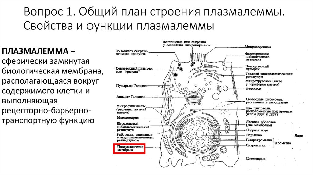 Вопрос 1. Общий план строения плазмалеммы. Свойства и функции плазмалеммы