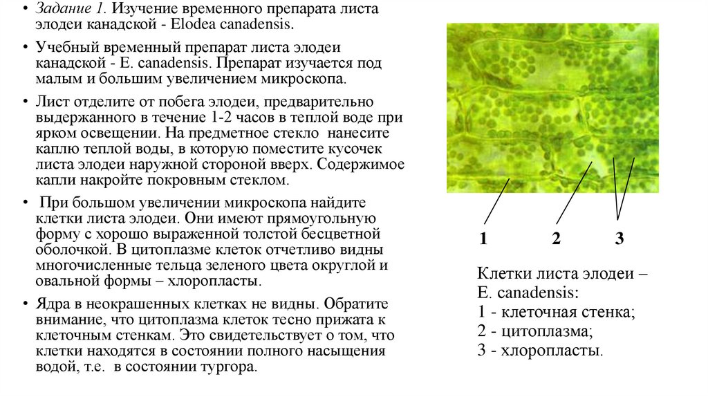 Клетки листа элодеи – E. сanadensis: 1 - клеточная стенка; 2 - цитоплазма; 3 - хлоропласты.