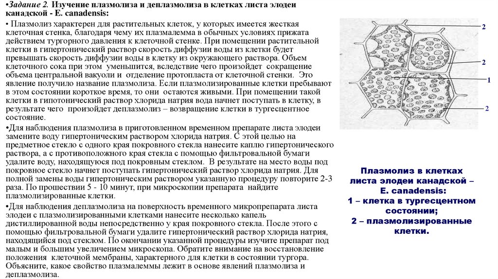 Плазмолиз в клетках листа элодеи канадской – E. сanadensis: 1 – клетка в тургесцентном состоянии; 2 – плазмолизированные