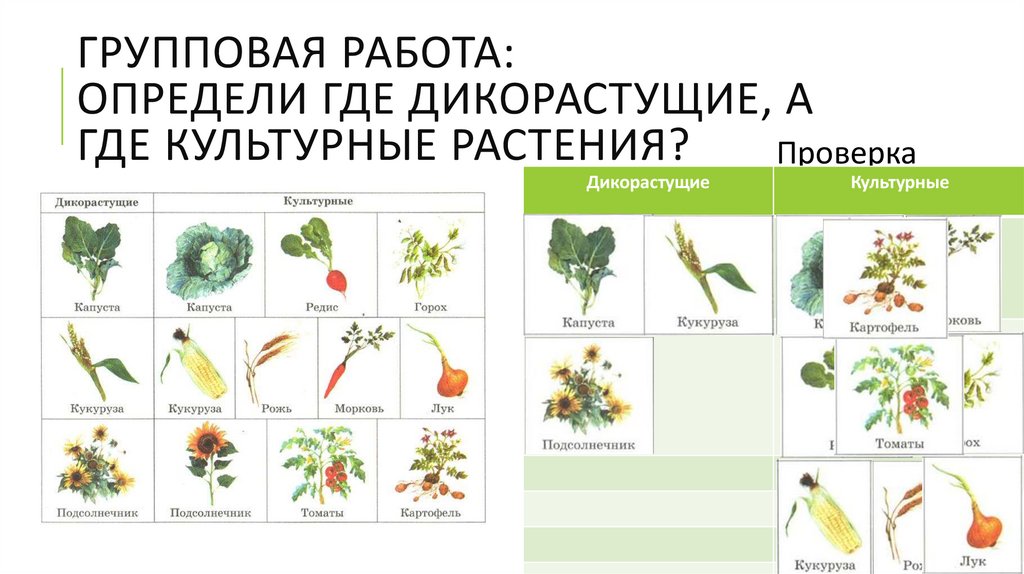 Групповая работа: Определи где дикорастущие, а где культурные растения?