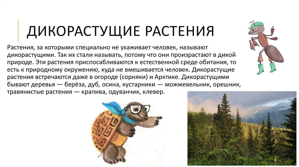 Дикорастущие растения