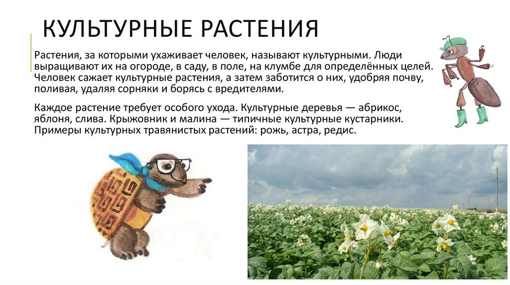 Культурные растения