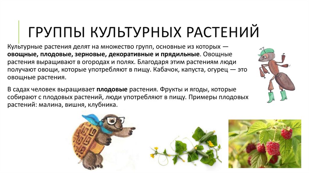 Группы культурных растений