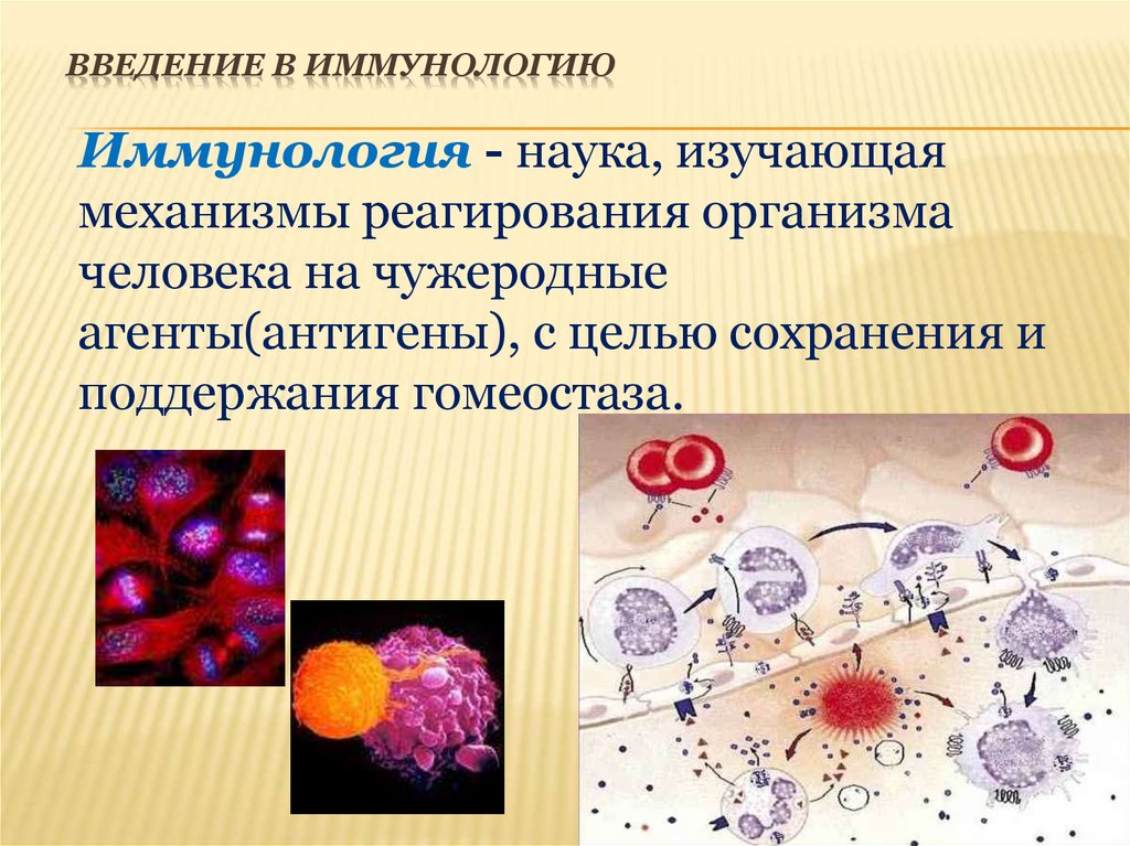 Введение в иммунологию