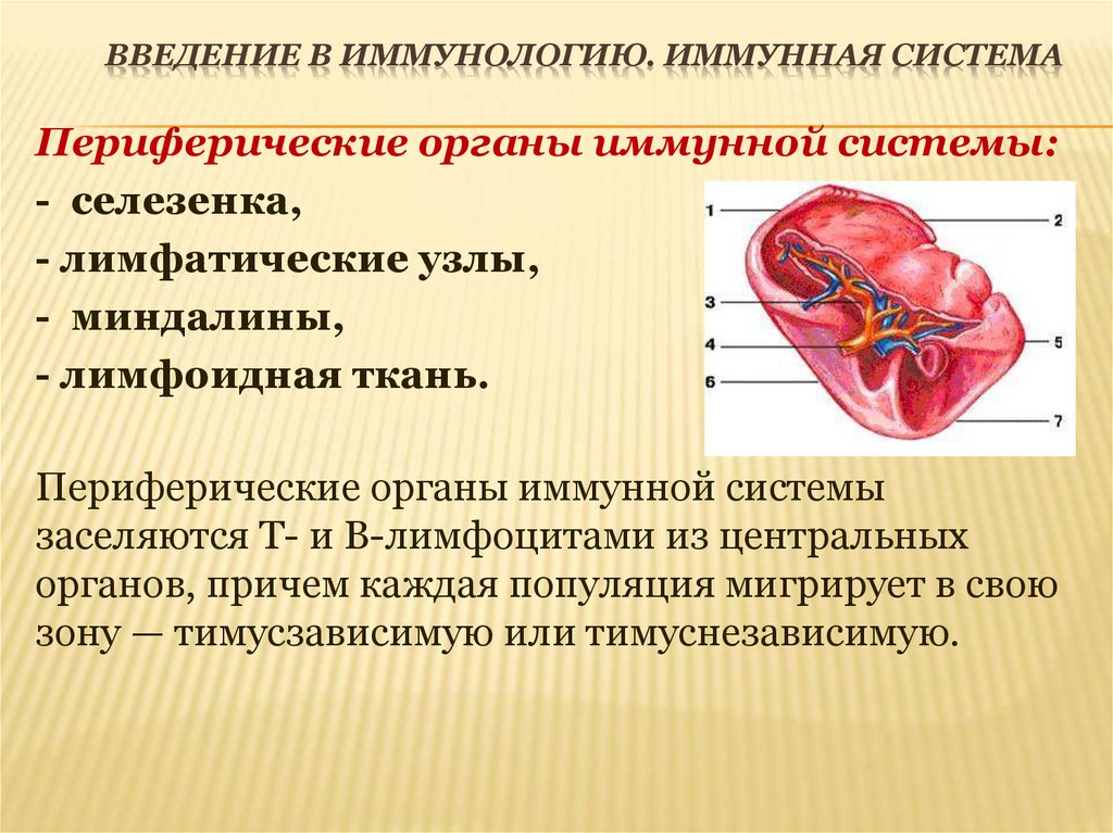 Введение в иммунологию. Иммунная система