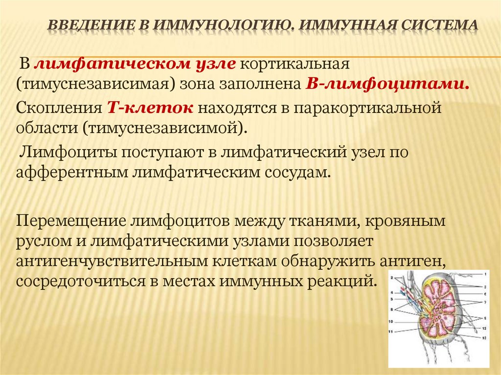 Введение в иммунологию. Иммунная система