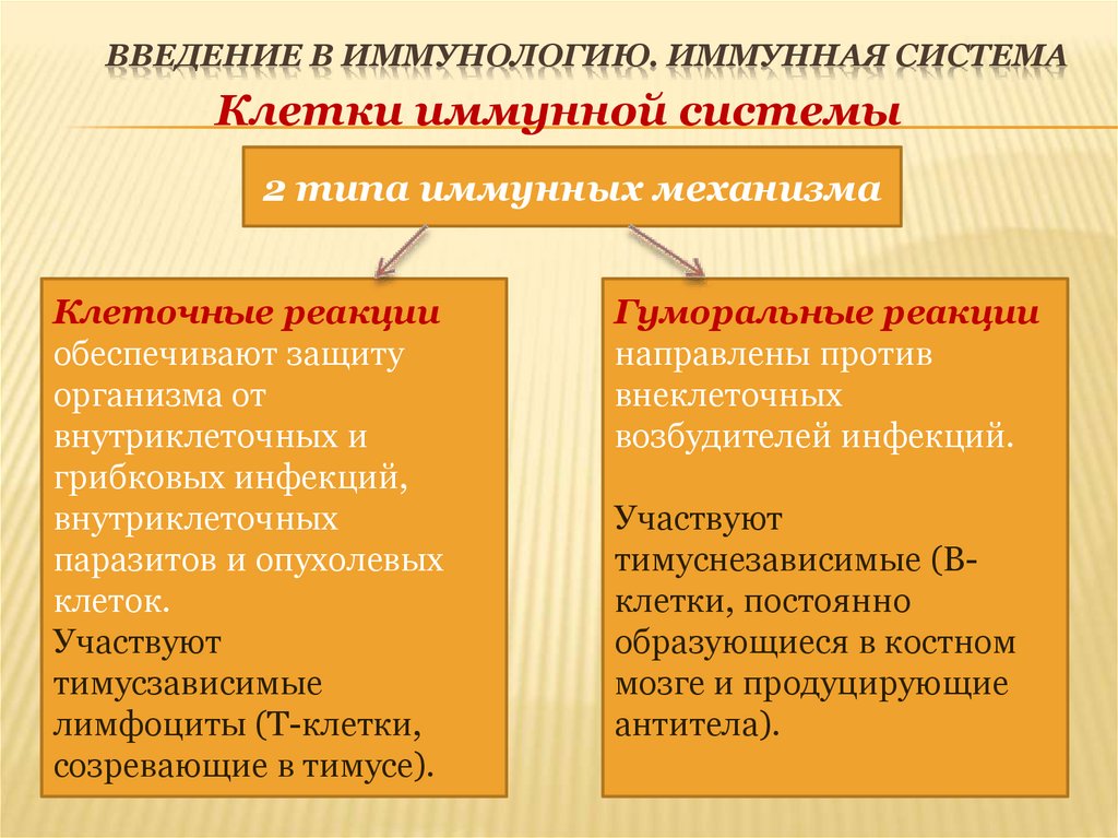 Введение в иммунологию. Иммунная система