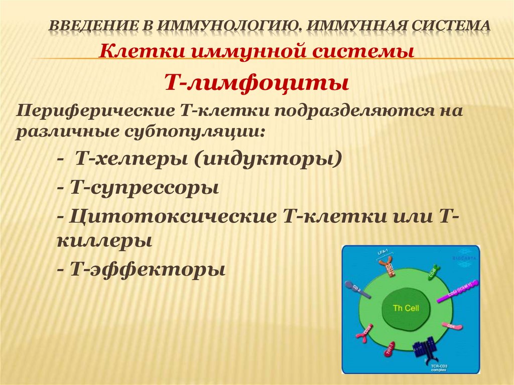 Введение в иммунологию. Иммунная система