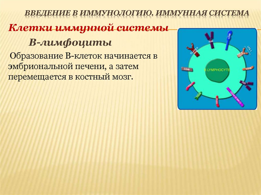Введение в иммунологию. Иммунная система