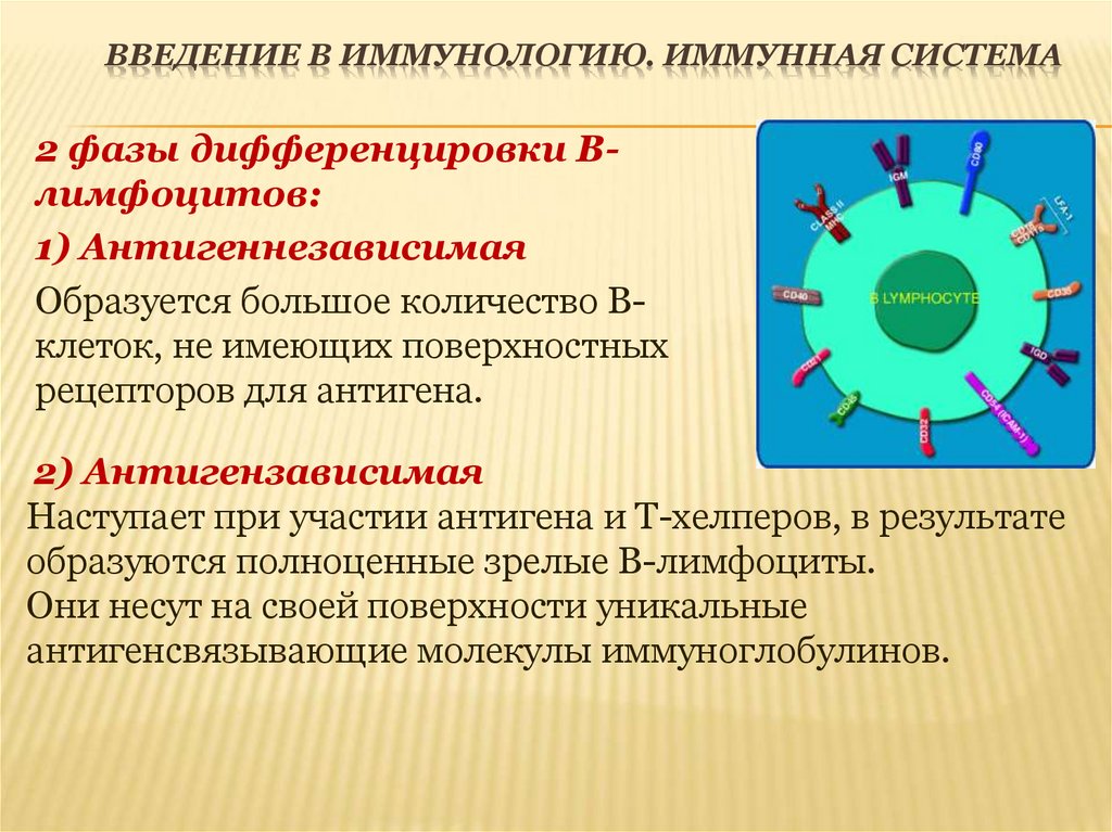 Введение в иммунологию. Иммунная система