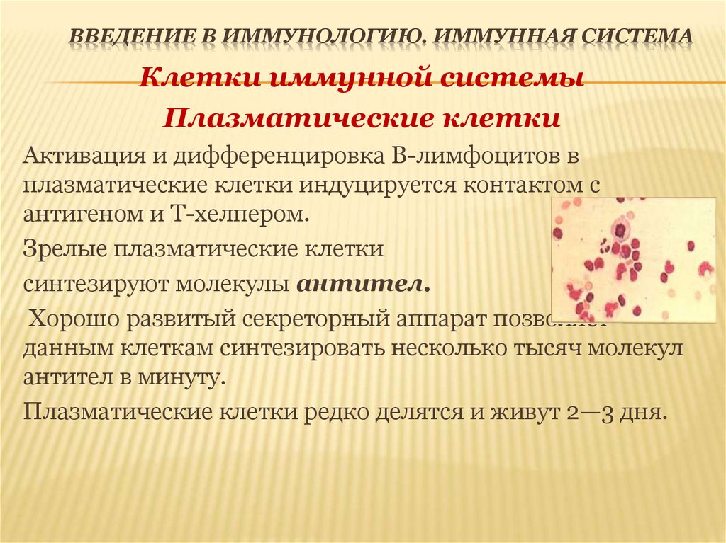 Введение в иммунологию. Иммунная система