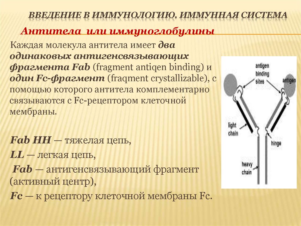Введение в иммунологию. Иммунная система