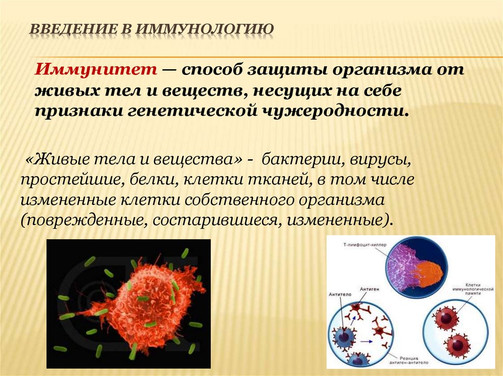 Введение в иммунологию