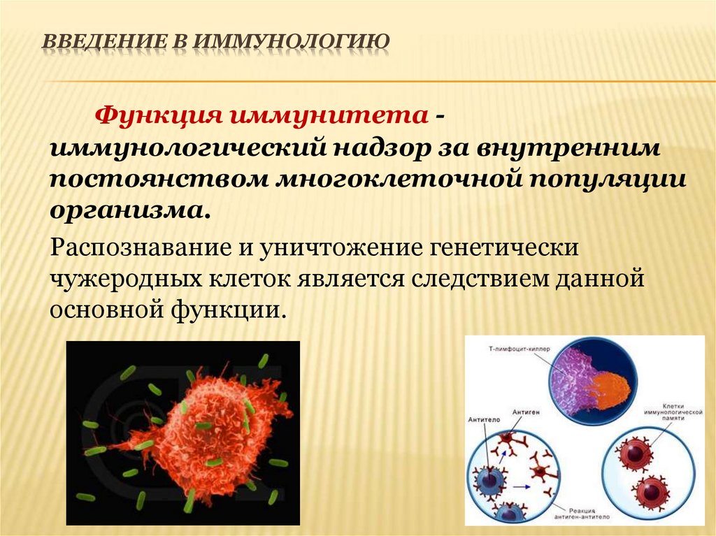 Введение в иммунологию