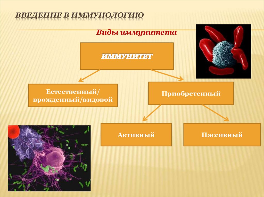 Введение в иммунологию