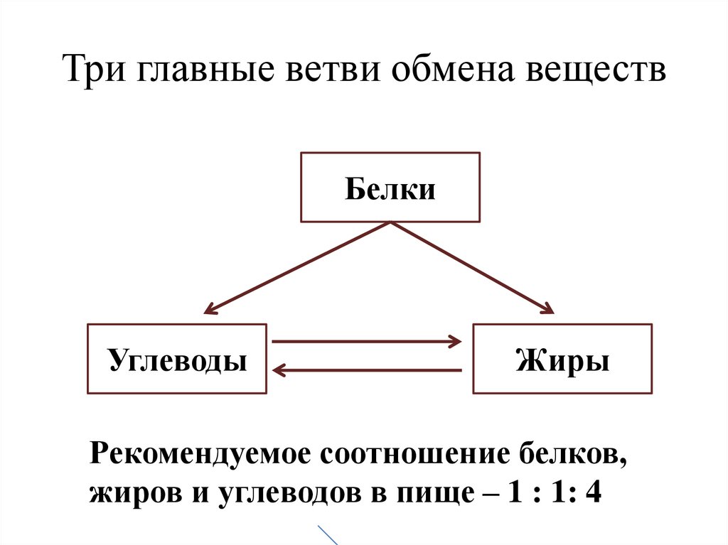 Три главные ветви обмена веществ